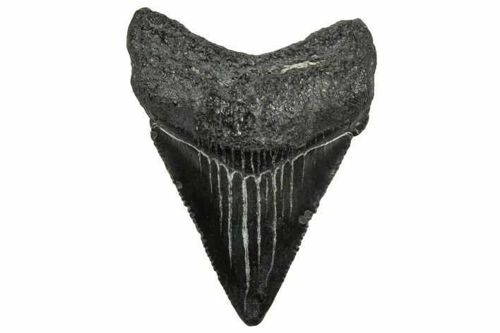 Serrated, Juvenile Megalodon Tooth - South Carolina #328468